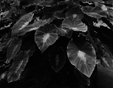 Leaves at Greenhouse.jpg