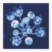 Milkweed_Cyano.jpg