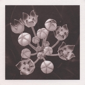 Milkweed_Cyano_Toned.jpg