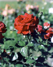 test-02a.jpg