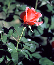 test-93.jpg