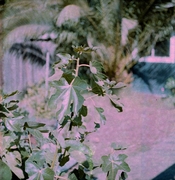 BabyRollei_AgfaCNS_003.jpg
