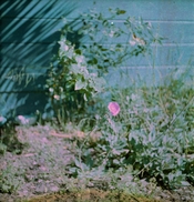 BabyRollei_AgfaCNS_007.jpg