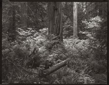 WSRedwoodVineMaple.jpg