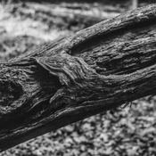 Log-s.jpg