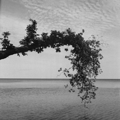 tree-s.jpg