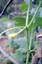 BabyCucumber.jpg