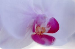 MädchenOrchid.jpg