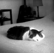 Petri7sTEST2crop.jpg