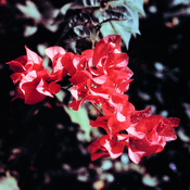 phoenix-chalkydri-edit3-crop_small.png