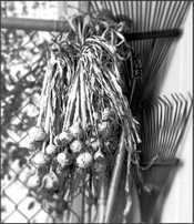 DCUM 475a garlic.jpg
