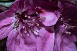 medical nikkor_DSC7468-small.jpg