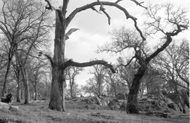 Nicca iiif Nikkor Delta 100 sample 1.jpg