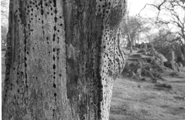 Nicca iiif Nikkor Delta 100 sample 2.jpg