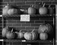 Left over pumpkins.jpg