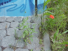 Sony Mavica FD91.JPG