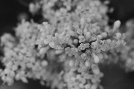 Abstract Crepe Myrtle Blossoms - Summer 2012.jpg