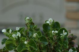 Vivitar.JPG