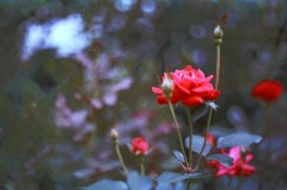 Rose_2.jpg
