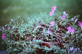 Flowers.jpg
