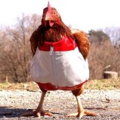 chicken_clothes.jpg