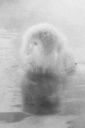 Snow monkey pinhole.jpg