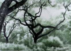 California Oak s.jpg