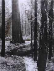 Sequoia Park 1s 2.jpg