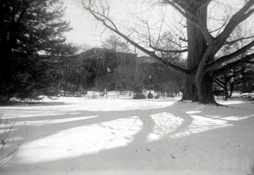 Tree at Smith College.jpg