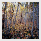Secret Garden_Mount Franklin_HRP_Taylor Nankervis.png