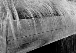 Wispy.jpg