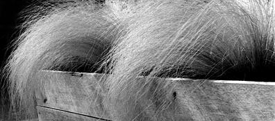 Wispy with Eyes.jpg