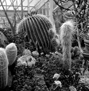 Prickly vs Fuzzy.jpg