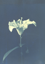 indian_lily_01.jpg