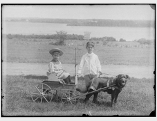 Dog pulling boys in cart copy.jpg