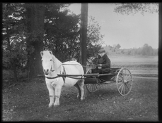 Boy-On-a-Cart-with-Mini-Horse_F.jpg