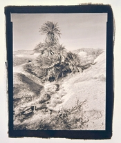 PalmSpringDV.jpg