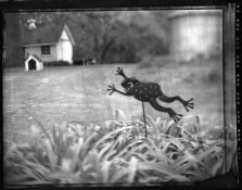 frogpola001.jpg