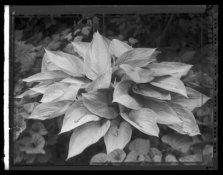 plantpola001.jpg