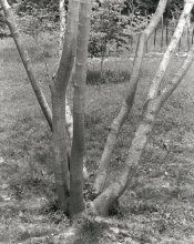 FP4MCB10X.jpg