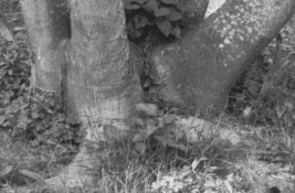 FP4 D76exp detail2.jpg