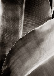 Leaves01.jpg