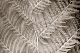 Fern01.jpg