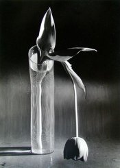 kertesz_tulip.jpg