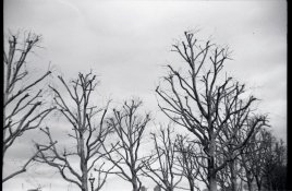 southbanktrees.jpg