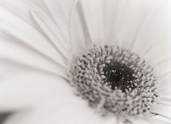 gerbera_1_650px_apug.jpg