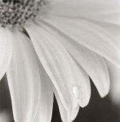 gerbera_2_650px_apug.jpg