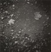 two_leaves_puddle_sporti6_6.jpg
