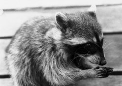 Raccoon-baby.jpg