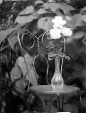 Petzval-Swirl.White-Roses.#.jpg